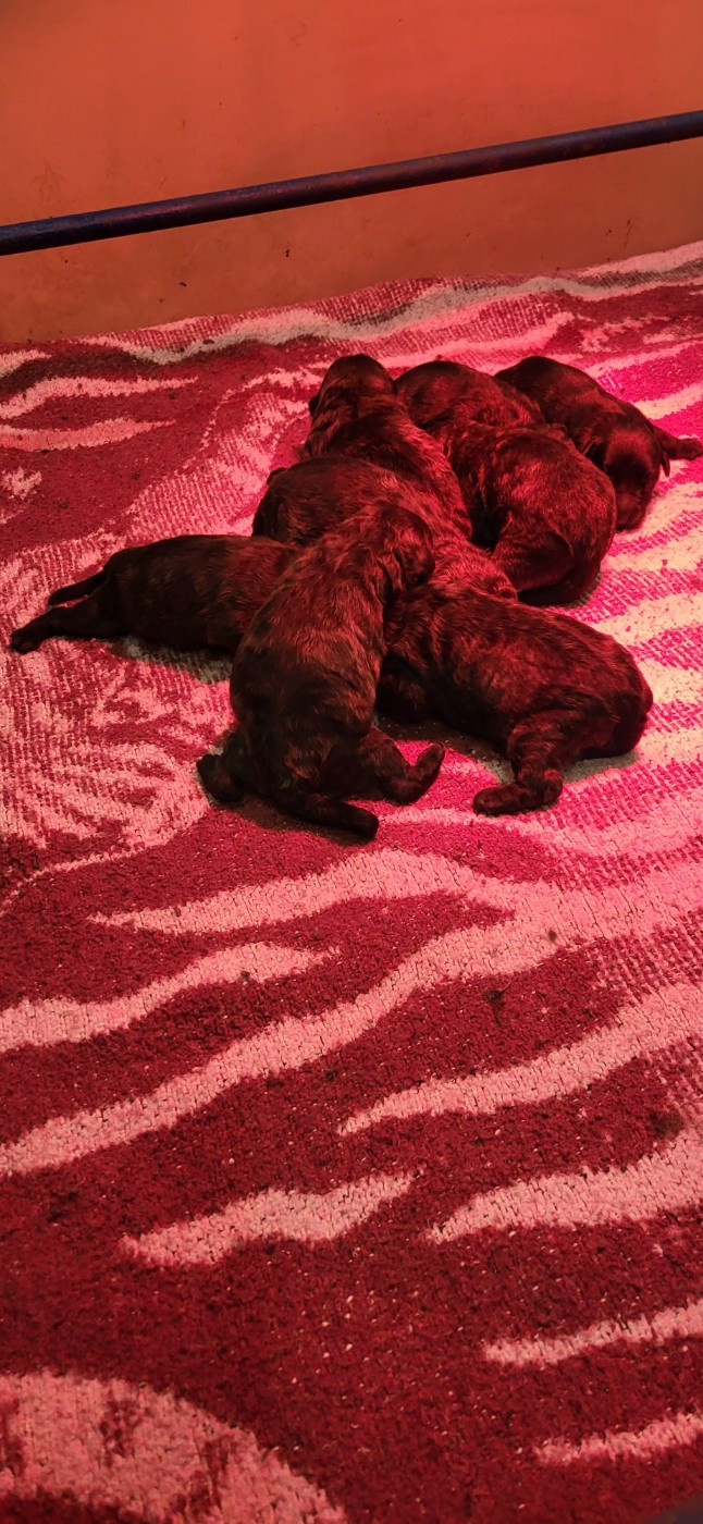 Naissance de bouviers des Flandres