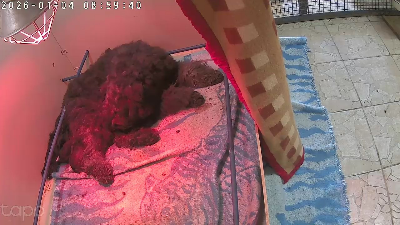 Chiot Bouvier des Flandres Du Bain du Roy