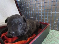 chiot collier noir