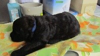 RITCHY collier bleu