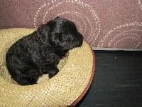 chiot collier violet