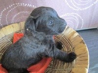 chiot collier blanc