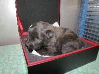 chiot collier marron