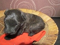 chiot collier vert anis