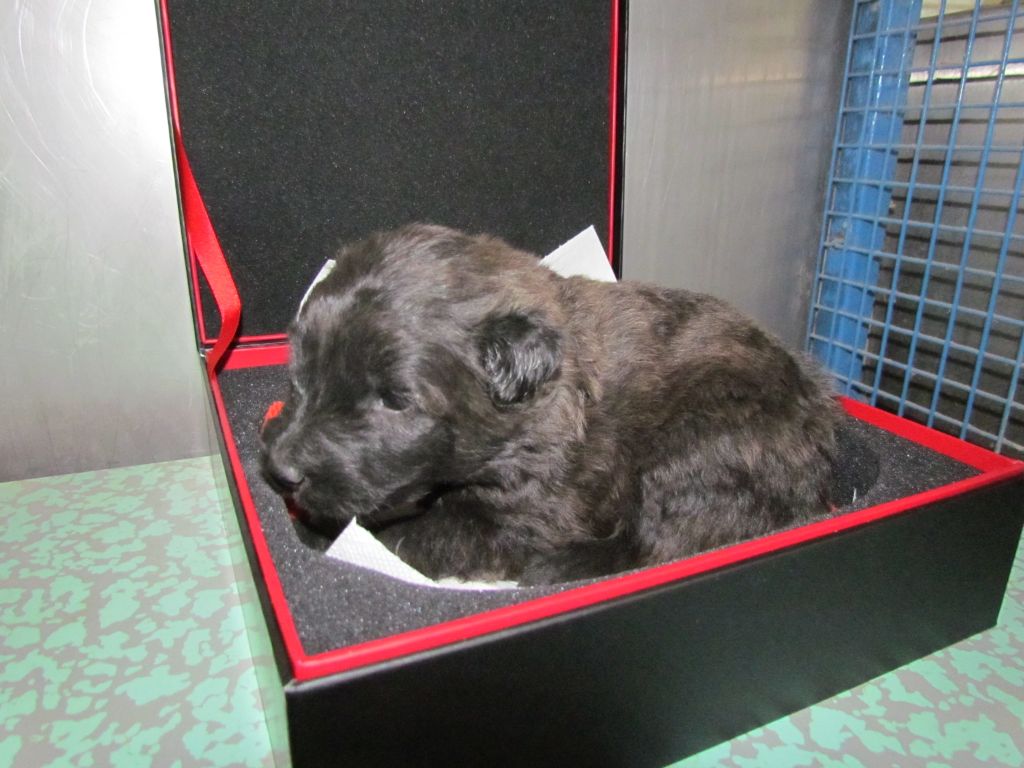 Du Bain du Roy - Bouvier des Flandres - Portée née le 05/11/2020