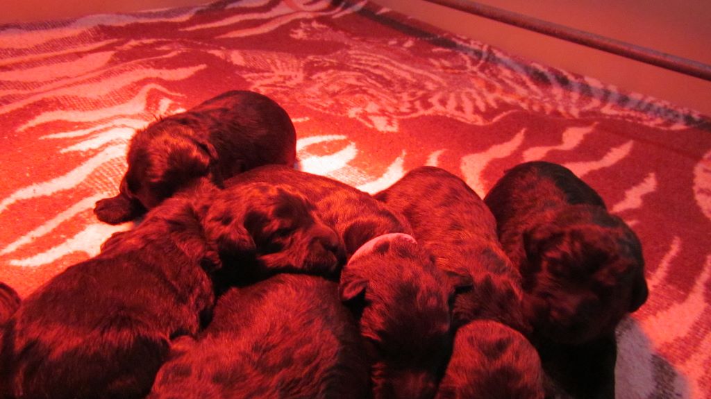Du Bain du Roy - Bouvier des Flandres - Portée née le 14/01/2020